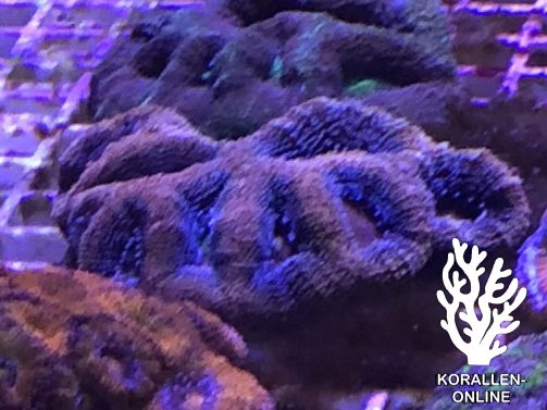 Produktbild Acanthastrea bowerbanki blue purple