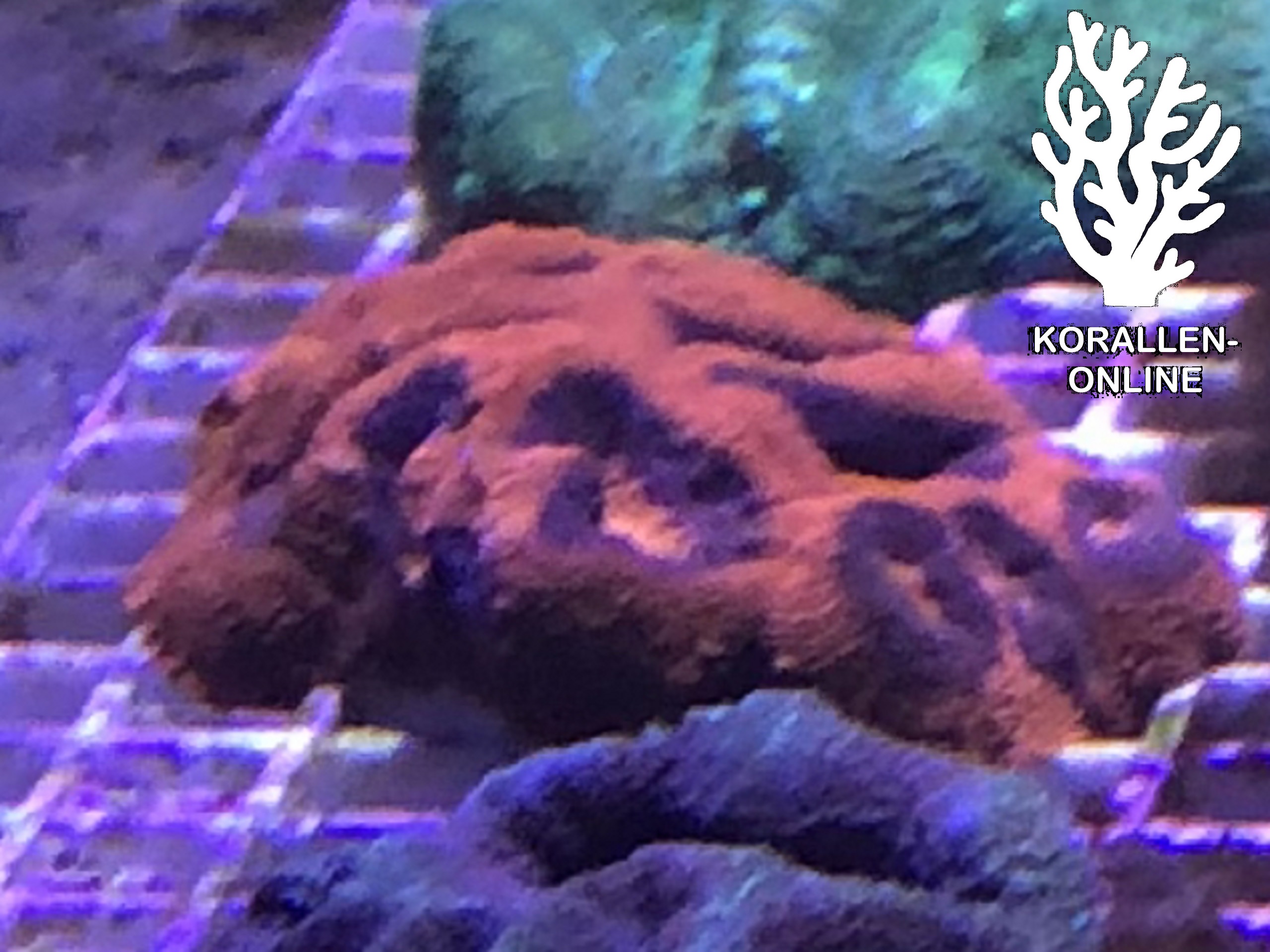 Produktbild canthastrea bowerbanki red