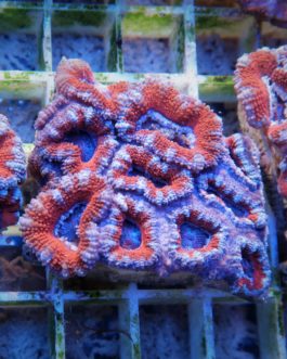 Acanthastrea lordhowensis red tiger