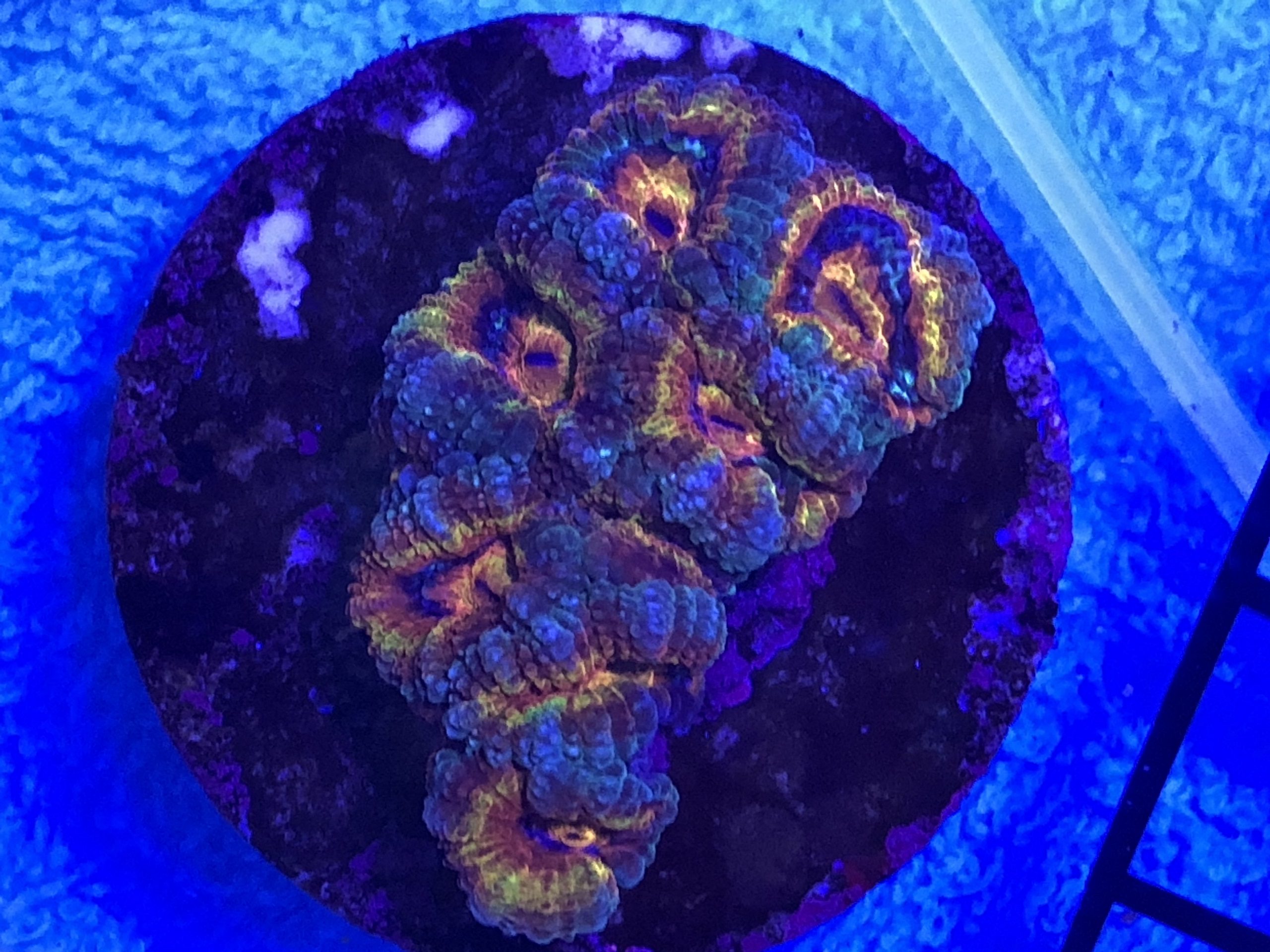 Produktbild Acanthastrea lordhowensis Rainbow