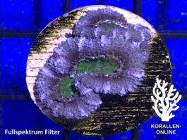 Acanthastrea lordhowensis blau grün