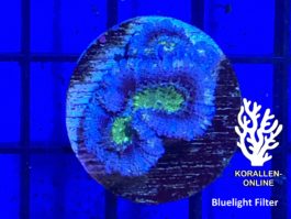 Acanthastrea lordhowensis blau grün