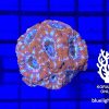Produktbild Acanthastrea lordhowensis lollipop bluelight