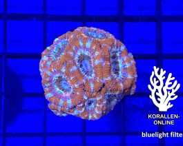 Acanthastrea lordhowensis Lollipop Small