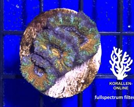 Acanthastrea lordhowensis rainbow FRAG