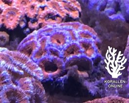 Acanthastrea lordhowensis rainbow Medium