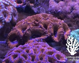 Acanthastrea lordhowensis rot Medium