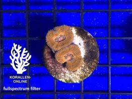 Acanthastrea lordhowensis rot