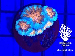 Acanthastrea lordhowensis ultra