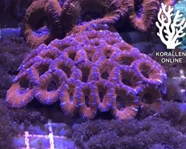 Acanthastrea lordhowensis ultra Medium