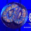 Produktbild Acanthastrea lordhowensis ultra