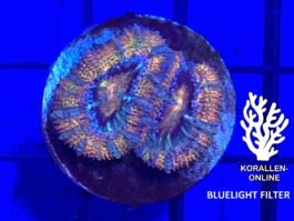 Acanthastrea lordhowensis ultra