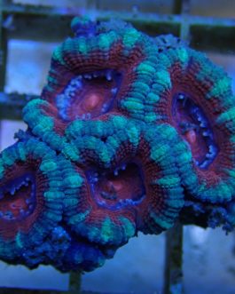 Acanthastrea lordhowensis ultra
