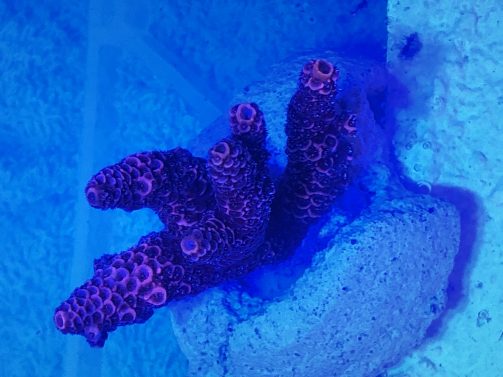 Produktbild Acropora millepora purple