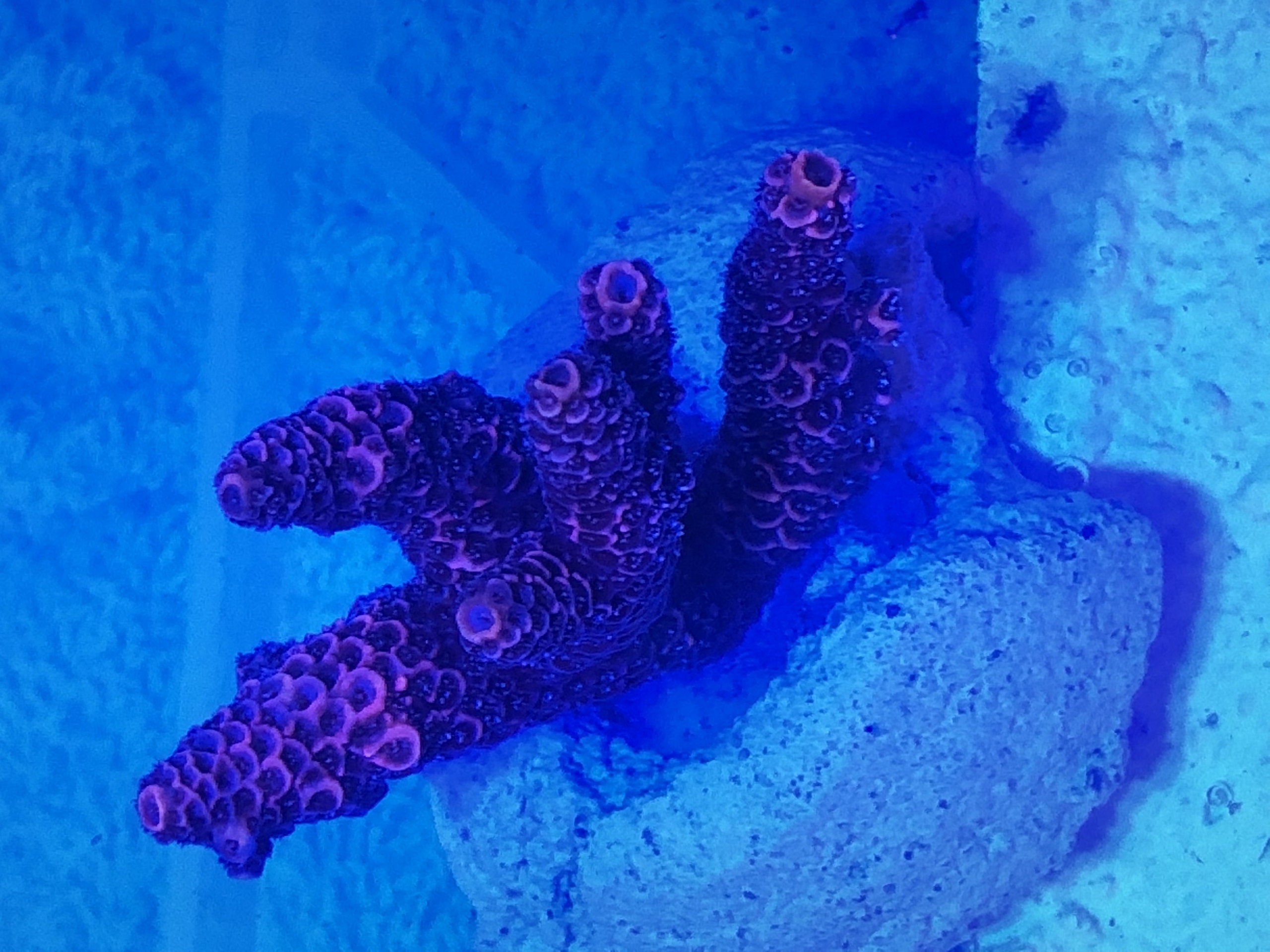 Produktbild Acropora millepora purple