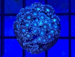 Alveopora spp. blue Grown out
