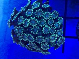Alveopora spp. green-blue Grown out Premium