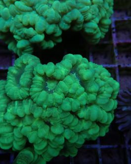 Caulastrea furcata neon grüne Variante