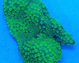 Cyphastrea ocellina green