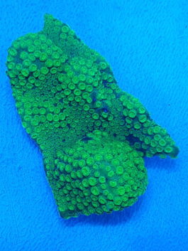 Cyphastrea ocellina green