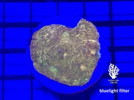 Chalice 24K green eye