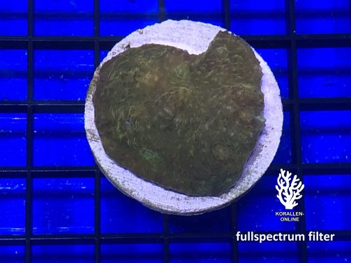 Produktbild Echinophyllia 24K green eye fullspectrum