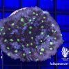 Produktbild Echinophyllia Chalice Tyree Alien Eye
