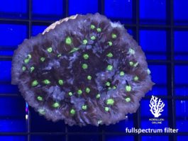 Chalice ‘Tyree Alien Eye’