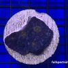 Produktbild Echinophyllia Chalice dunkelblau gelb fullspectrum