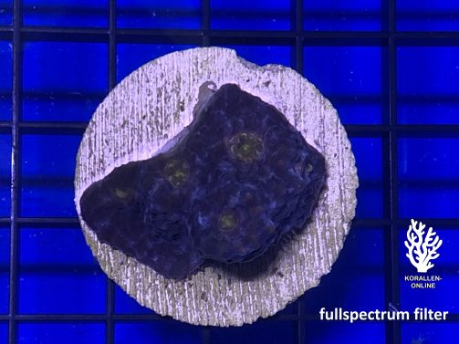 Produktbild Echinophyllia Chalice dunkelblau gelb fullspectrum
