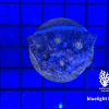 Produktbild Echinophyllia Chalice dunkelblau gelb bluelight
