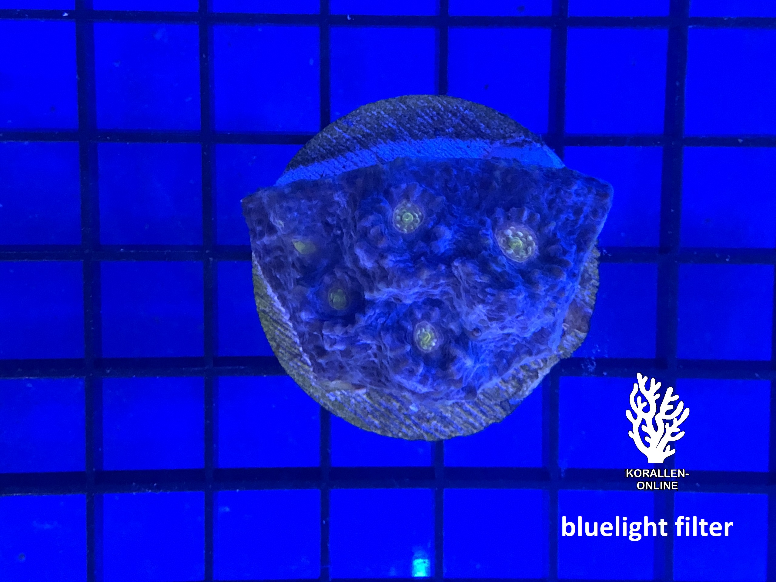 Produktbild Echinophyllia Chalice dunkelblau gelb bluelight