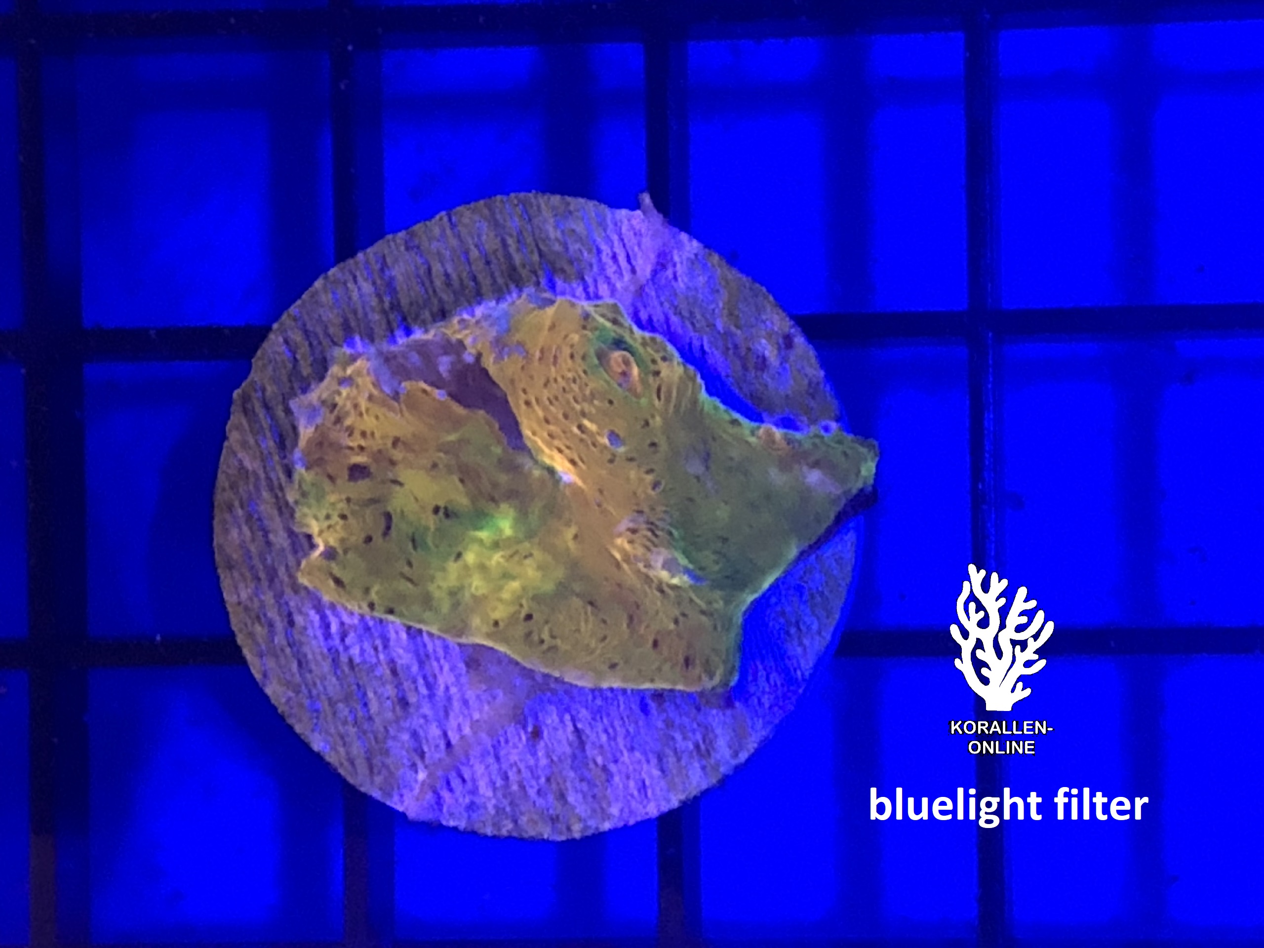 Produktbild Echinophyllia Chalice gelbgrün bluelight