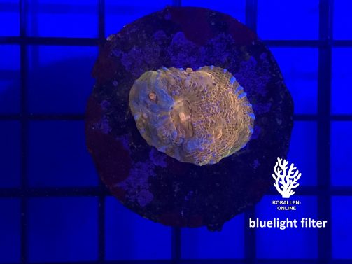Produktbild Echinophyllia Chalice graublau orange bluelight