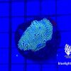 Produktbild Echinophyllia spp. Chalice green bluelight