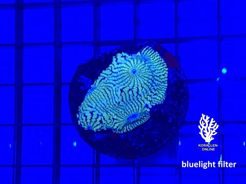 Produktbild Echinophyllia spp. Chalice green bluelight