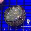Produktbild Echinophyllia spp. Chalice green fullspectrum