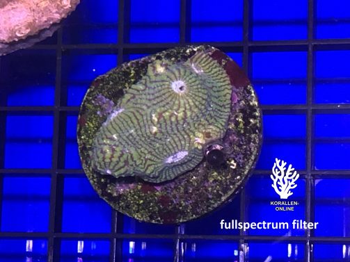 Produktbild Echinophyllia spp. Chalice green fullspectrum
