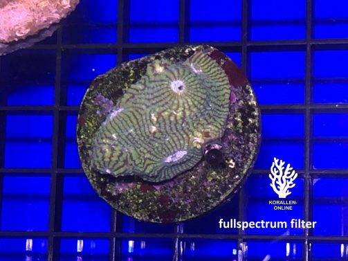 Produktbild Echinophyllia spp. Chalice green fullspectrum