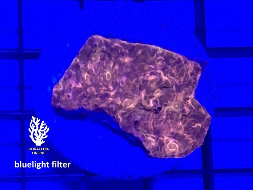 Produktbild Echinophyllia Chalice hot lava bluelight