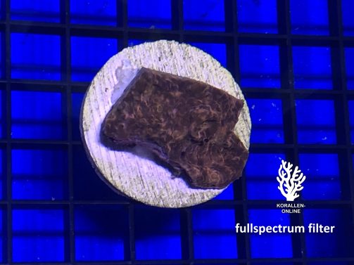 Produktbild Echinophyllia Chalice hot lava fullspectrum