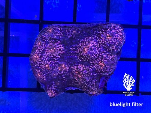 Produktbild Echinophyllia Chalice purple-pink bluelight