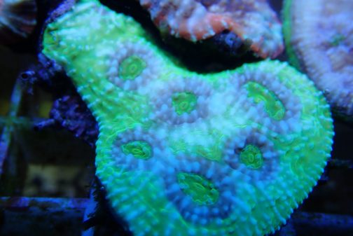 Meerwasser Aquarium Koralle Echinophyllia spp. in der QualitätA Grad in den Farben gruen blau zum Verkauf