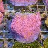 Produktbild Echinophyllia spp. rosa