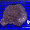 Produktbild Echinophyllia spp purple
