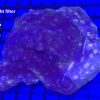 Produktbil Echinophyllia spp purple bluelight filter