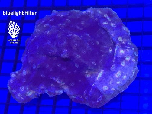 Produktbil Echinophyllia spp purple bluelight filter