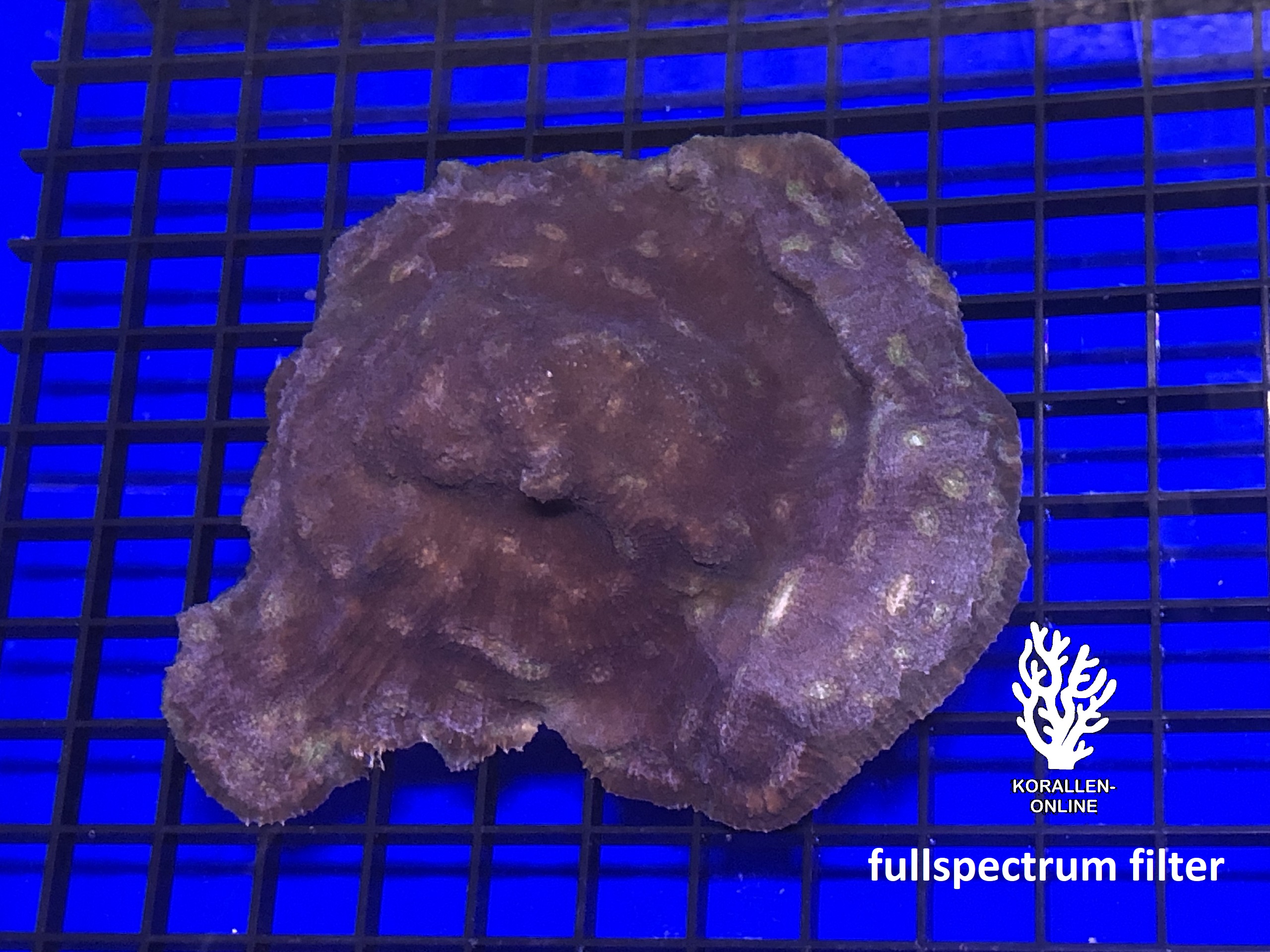 Produktbild Echinophyllia spp purple