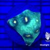 Produktbild Echinophyllia spp. Raja Rampage bluelight