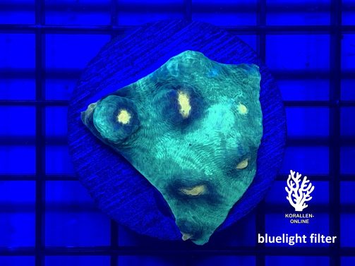 Produktbild Echinophyllia spp. Raja Rampage bluelight